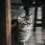 У Києві хлопець у Telegram знущався з кошеняти