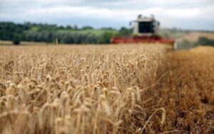 Новини бізнесу - Україні прогнозують найнижчий за 13 років урожай пшениці