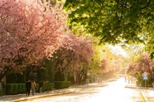 В Ужгороді розквітли сакури