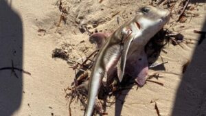 В Австралії через токсичні водорості загинули сотні морських тварин