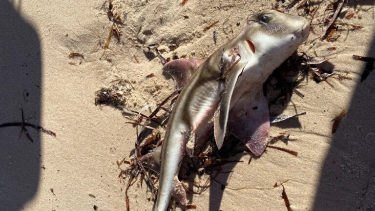 В Австралії через токсичні водорості загинули сотні морських тварин