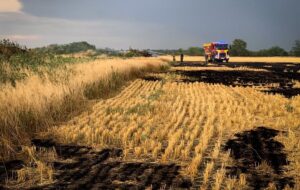 На Миколаївщині вигоріло 70 гектарів пшениці