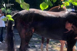 Новини України - Росіяни вдарили дронами по стайні в Одесі: одна тварина загинула