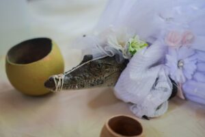 У Мексиці мер одружився з кайманом