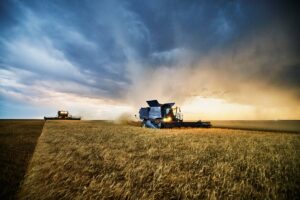 Україна зберігає врожай зернових на рівні минулого року