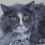 Удар по Києву: з-під завалів врятували шістьох котів