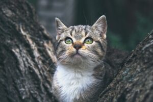 Новини культури - Гороскоп для всіх знаків зодіаку на 25 листопада 2025