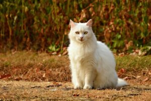 Новини культури - Гороскоп для всіх знаків зодіаку на 5 листопада 2025 року