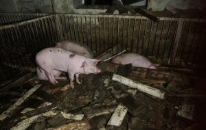 На Харківщині через атаку РФ спалахнула ферма: загинули 60 тварин