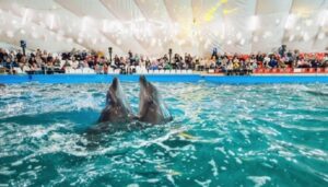 В Одесі будівлю дельфінарію Немо арештували за борги