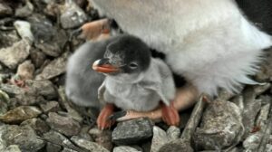 На Галіндезі з’явилися перші пінгвінята сезону
