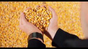 ARISE: Історія стійкості фермера з Вінниччини