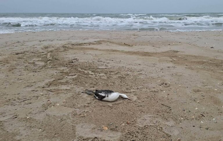 Розлив олії під Одесою призвів до загибелі понад 1000 птахів – еколог