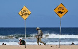 В Австралыъ 12-річний хлопчик помер після нападу акули