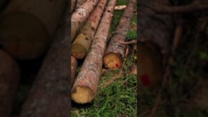 За незаконну порубку дерев прокуратура вимагає відшкодувати 11,8 млн грн