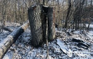 На Волині незаконно зрубали дерев на понад 5 млн