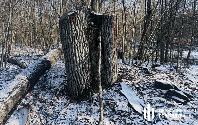 На Волині незаконно зрубали дерев на понад 5 млн