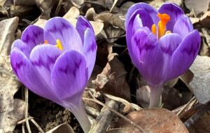 На Закарпатті зацвіли шафрани та підсніжники