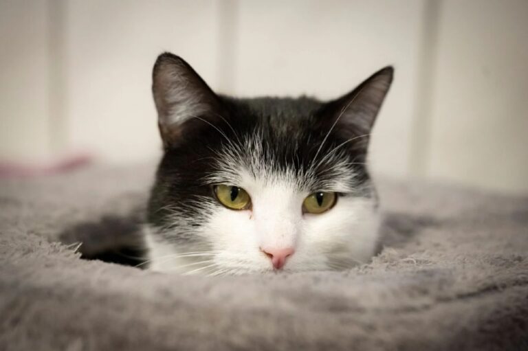 У Німеччині кішку Шилу віддали до притулку через тягу до поїздів