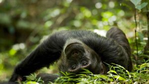 Вчені знайшли нові докази “гіпотези п&rsquo;яної мавпи”