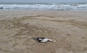 Витік олії в Чорне море після атак РФ вбив 5000 птахів – еколог