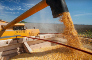 БЕБ запобігло незаконному експорту кукурудзи до Малайзії на 202 млн