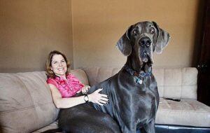 Найбільший улюбленець: що слід знати перш ніж завести собаку-гіганта