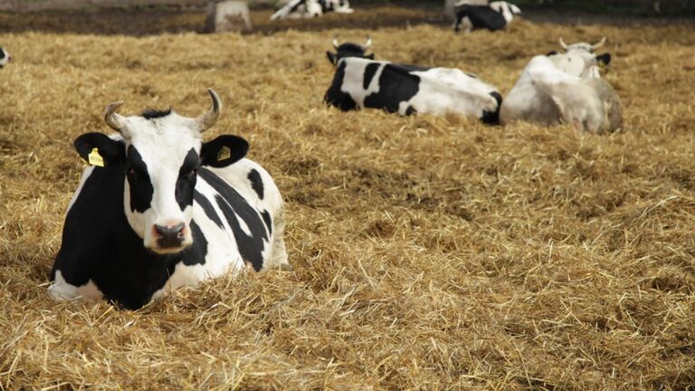 Росія приховує спалахи небезпечних хвороб тварин – розвідка