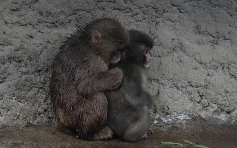 Самотня мавпочка Панч знайшла друга: її відкинула зграя