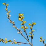 У Києві настала метеорологічна весна