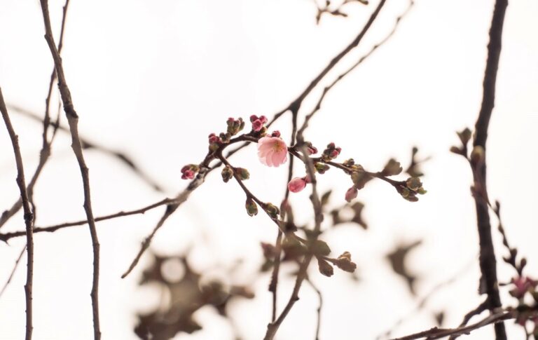 У Мукачеві зацвіла “шалена” сакура