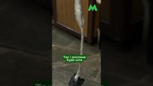 Як перевозити саджанці у столичному метро: правила