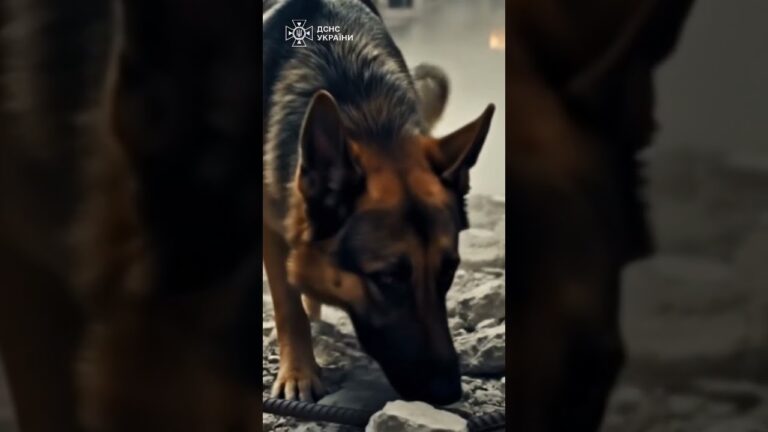 Там, де панує тиша, кінологи шукають слід життя.