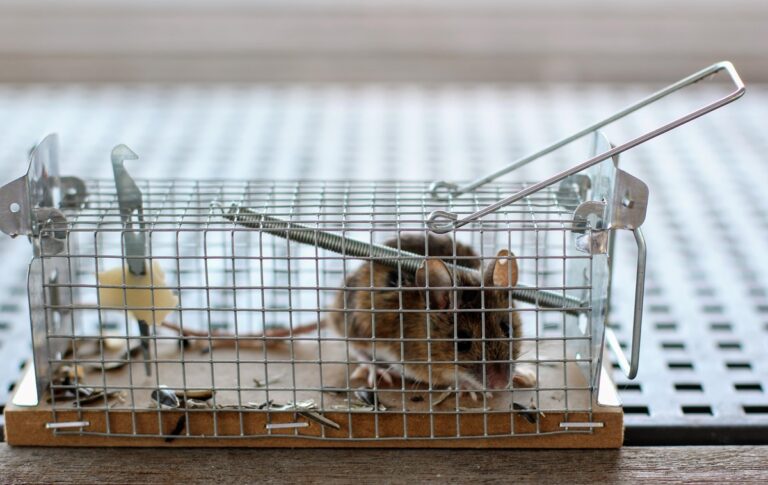 Миша перехитрила господаря і втекла з пасткою: курйозні кадри