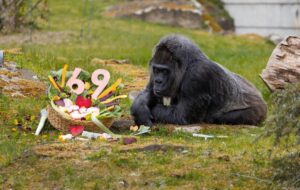 Найстаріша горила світу відсвяткувала 69-річчя