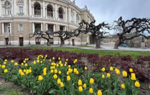 В Одесі зацвіли нідерландські тюльпани: місто готується до квіткового буму