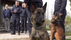 ДСНС отримала 4 спеціально підготовлені мінно-пошукові собаки породи бельгійська вівчарка