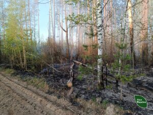 Пожежу площею 5800 га локалізували на Чернігівщині