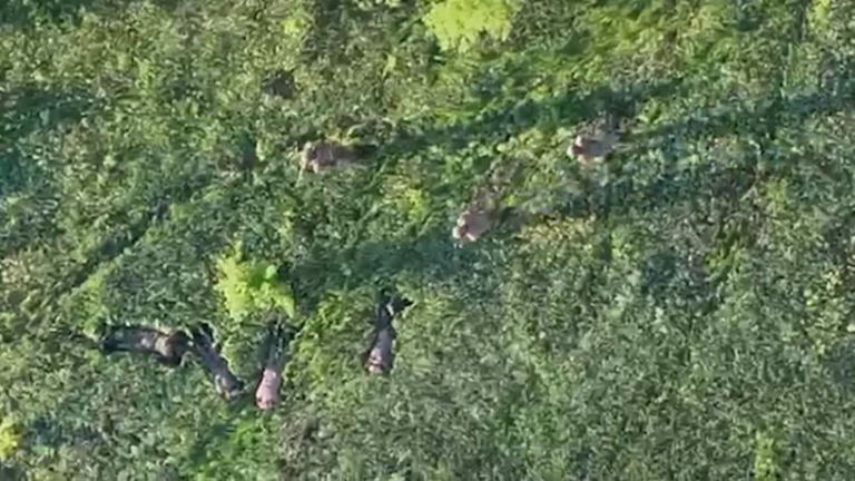 Прикордонники за допомогою БПЛА взяли у полон чотирьох військових РФ