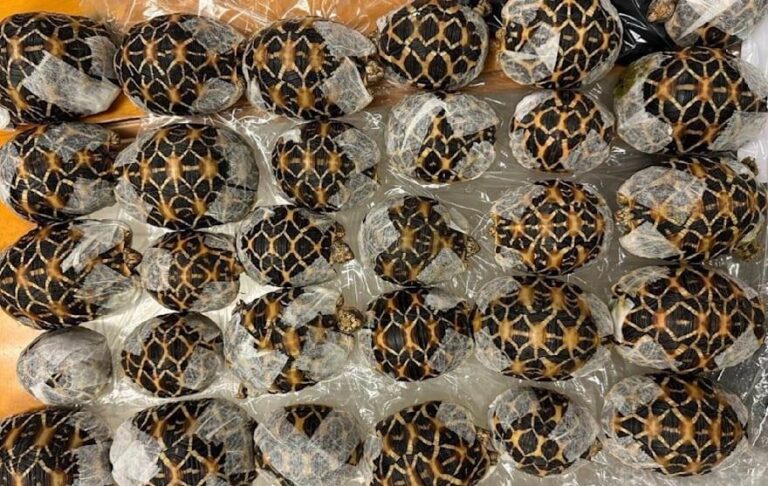 У Таїланді бортпровідниця перевозила під одягом 30 черепах