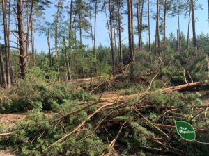 Бурелом знищив понад 400 гектарів лісу на Рівненщині та Волині
