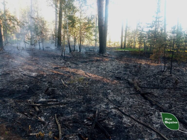На Житомирщині російські дрони спричинили п&rsquo;ять лісових пожеж