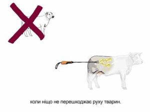 Належні та кращі практики транспортування великої рогатої худоби