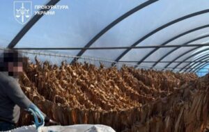 На Тернопільщині викрили підпільне виробництво тютюну