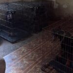 Виснажені та голодні: у Києві в антисанітарних умовах тримали 30 доберманів
